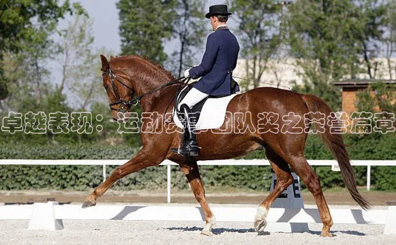 卓越表现：运动赛事团队奖之荣誉篇章